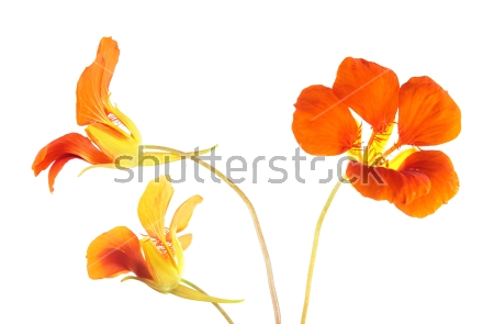 Картина Три ярких оранжевых цветка настурции на белом фоне 
