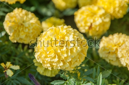 Картина Пышные жёлтые цветы бархатцев крупным планом 
