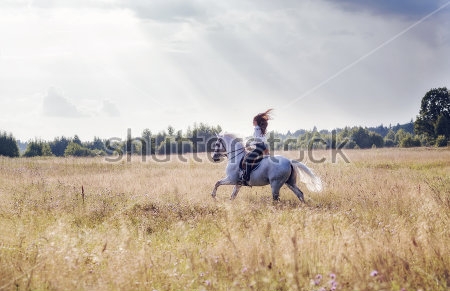 Картина Девушка скачет верхом на красивой лошади в поле 