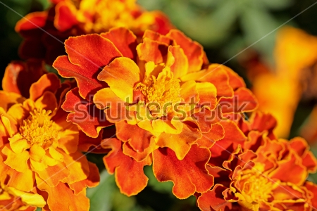 Картина Прекрасные оранжевые цветы бархатцев 