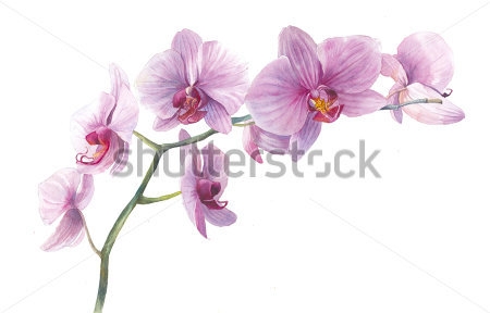 Картина Ботаническая иллюстрация нежно-розовой орхидеи 