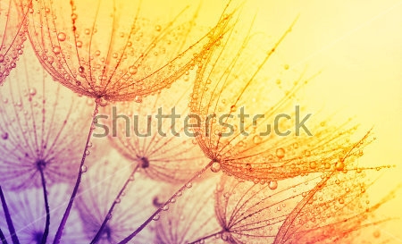 Картина маслом Зонтики одуванчика с капельками росы крупным планом в мягком жёлтом освещении 