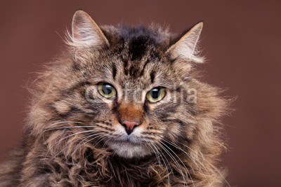 Картина Большой мейн кун порода кошек 