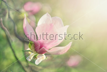 Картина Нежный цветок розовой магнолии в лучах утреннего солнца 