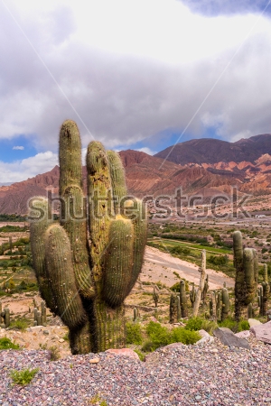 Картина Потрясающая долина кактусов в горном  массиве Южной Америки 