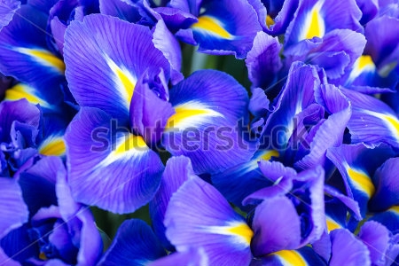 Картина маслом Голубые цветки ириса крупным планом 