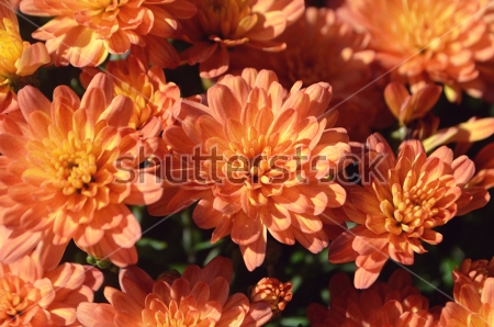 Картина Яркие оранжевые хризантемы крупным планом 