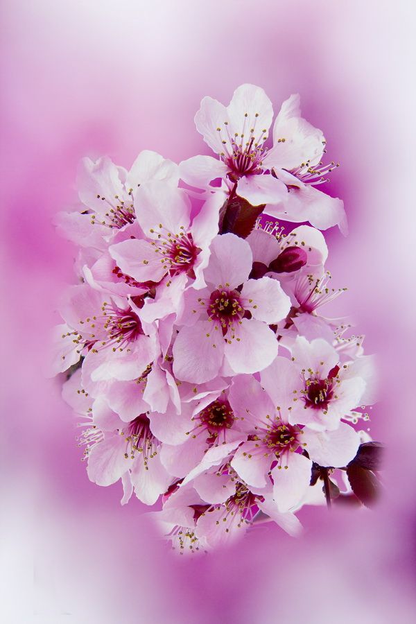 25 ярких картин с цветущей Сакурой – холст масло