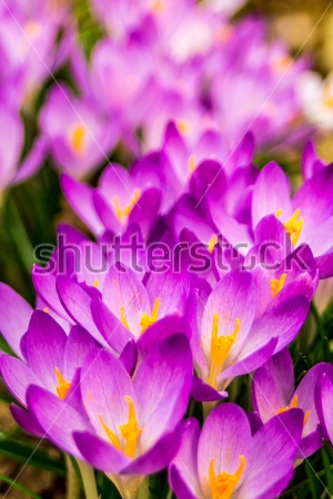 Картина Яркие цветы фиолетовых крокусов крупным планом 