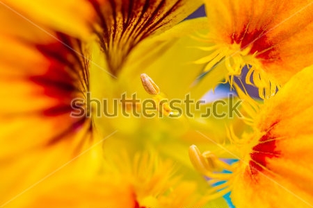 Картина Макросъёмка яркого и красивого цветка жёлтой настурции 