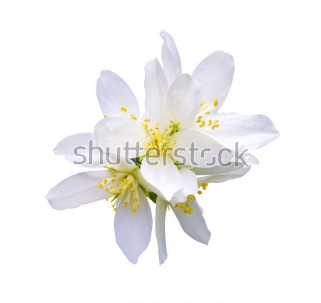 Картина Белые цветы жасмина на белом фоне 