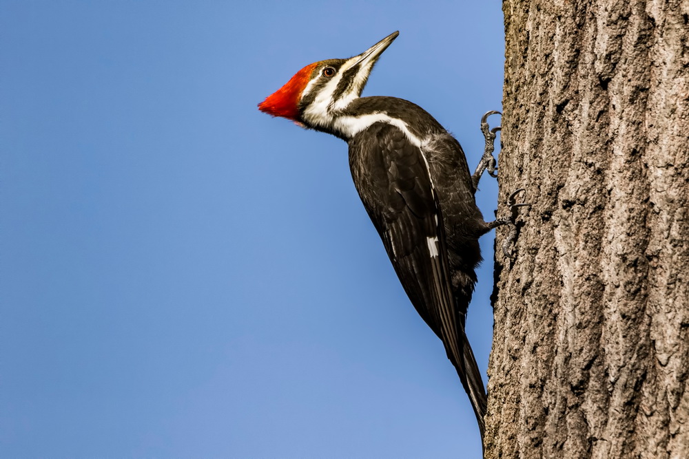 Fe-e Woodpecker