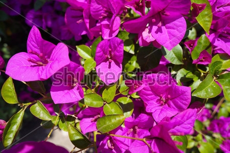 Картина маслом Цветы фиолетового олеандра крупным планом 