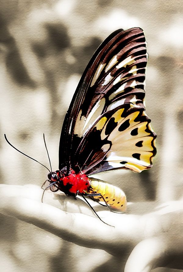 Картина маслом Бабочка на руке 