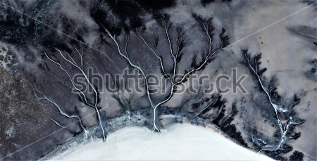 Картина Сухие деревья - композиция в оттенках серого цвета 