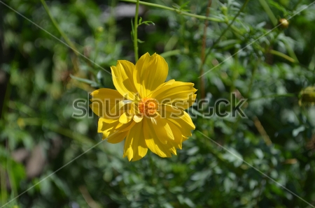 Картина Яркая жёлтая астра в цветочном саду 