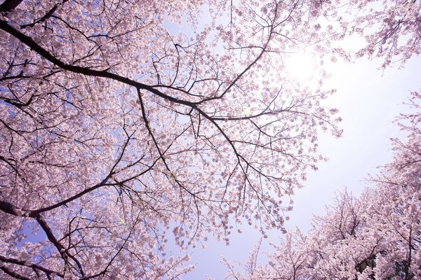Картина Цветущая сакура (Cherry blossoms) 