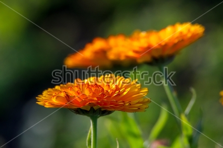 Картина Яркие оранжевые цветы календулы крупным планом 