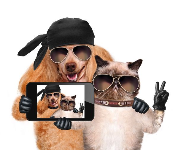 Постер Кот и собака селфи  
