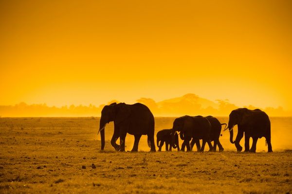 Картина Слоны на фоне заката 