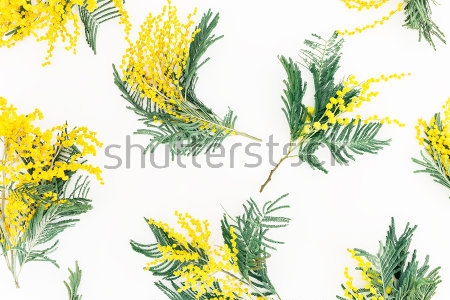 Картина Цветочный узор  с веточками мимозы на белом фоне 