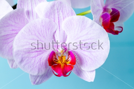 Картина Нежные цветы орхидеи на голубом фоне 