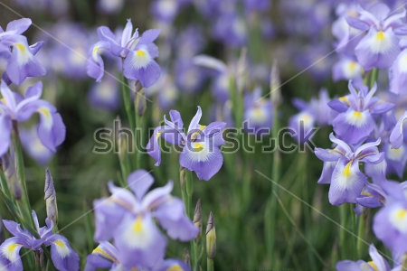 Картина Нежные голубые цветки ириса в цветочном саду 
