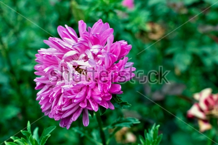 Картина Розовая астра в саду 