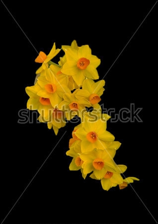 Картина маслом Жёлтые цветы нарциссов на чёрном фоне 