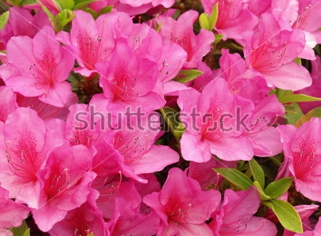 Картина Цветы розового рододендрона крупным планом 
