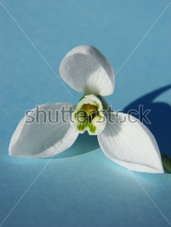 Картина Красивый цветок подснежника крупным планом на голубом фоне 