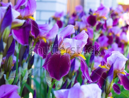 Картина Эффектные цветы фиолетовых бородатых ирисов крупным планом 