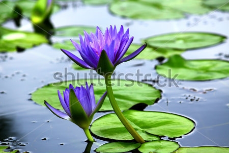 Картина Сиреневые цветы кувшинок в пруду 