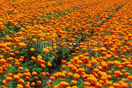 Картина Цветущее поле оранжевых бархатцев 