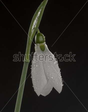 Картина Нежный белый цветок подснежника с капельками росы 