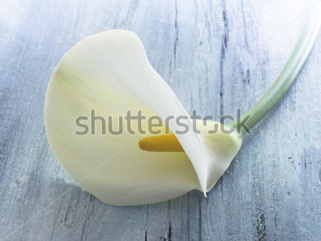 Картина Нежный цветок белой каллы на деревянной поверхности 
