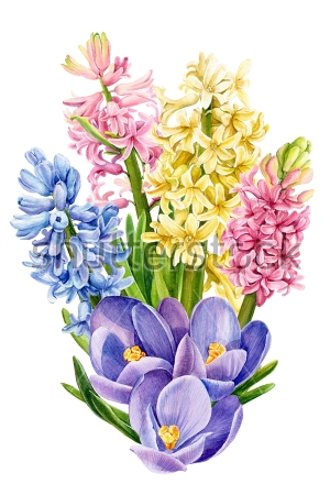 Картина Красивый весенний букет разноцветных гиацинтов и голубых крокусов на белом фоне 
