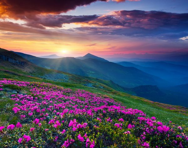 Картина Цветы в горах на закате (Flowers in the mountains at sunset) 