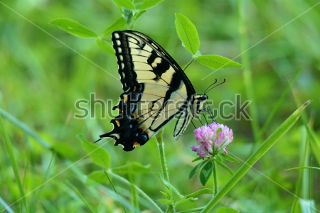 Картина Красивая бабочка на цветке клевера 