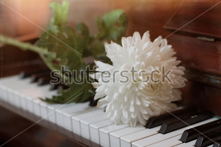 Картина Цветок белой хризантемы на клавиатуре фортепиано 