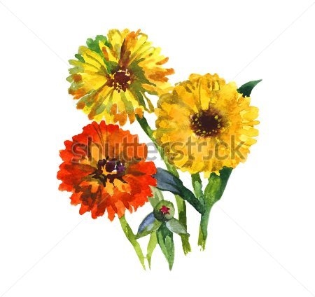 Картина Акварельный рисунок ярких цветов календулы 
