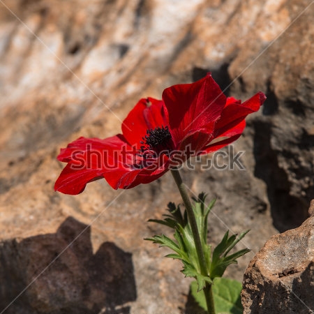 Картина Ярко-красная анемона на фоне гранитного камня 