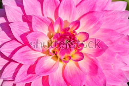 Картина Макросъёмка нежно-розового цветка георгина 