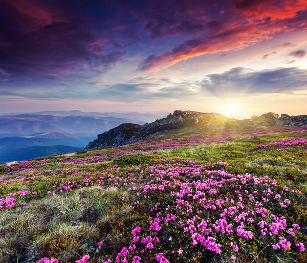 Картина Цветы в горах (Flowers in the mountains) 