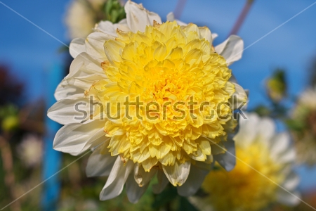 Картина Прекрасный бело-жёлтый махровый цветок георгина крупным планом 