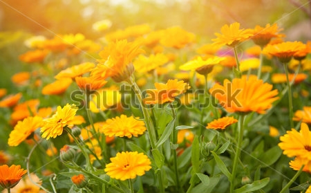 Картина маслом Цветущая поляна календулы в мягком солнечном свете 