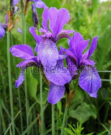 Картина Фиолетово-синие цветы дикого ириса на фоне луговых трав 