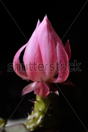 Картина маслом Прекрасный розовый бутон кактуса крупным планом на тёмном фоне 