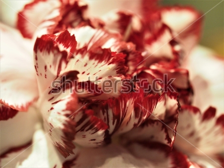 Картина Цветок белой гвоздики с красной бахромой крупным планом  