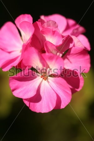 Картина Соцветие розовой герани крупным планом 